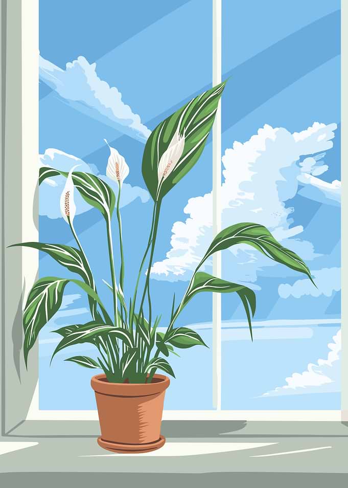 Peace Lily by the Window