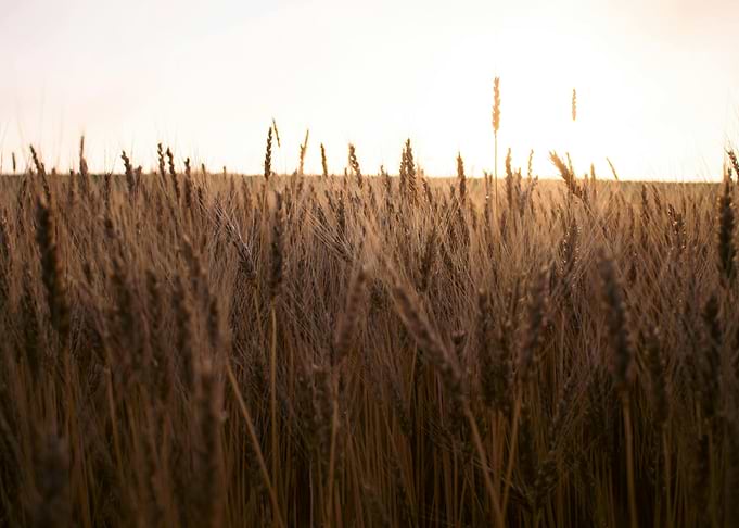 Golden Wheat Field at Sunset