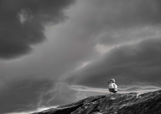 Seagull on Rock, Stormy Sky