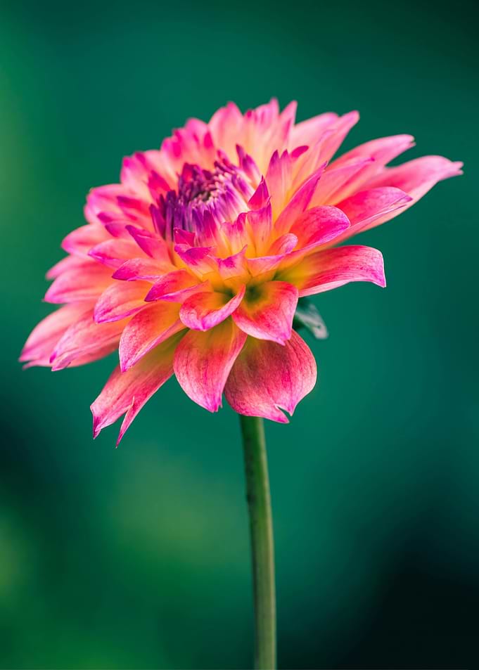 Pink Dahlia Flower Close-Up