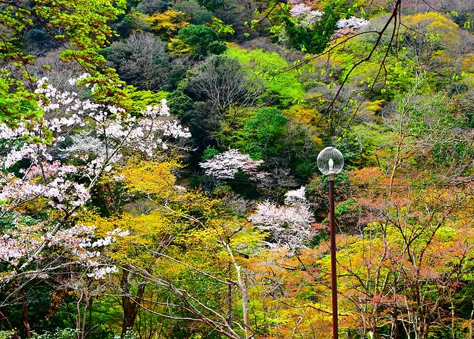 Spring Blossoms in a Japanese Forest
