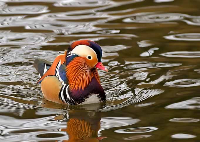 Mandarin Duck Swimming in Water