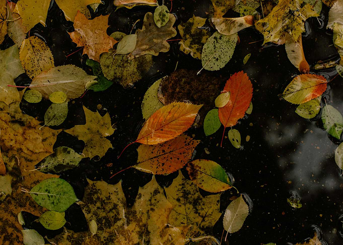 Autumn Leaves Floating on Water Surface