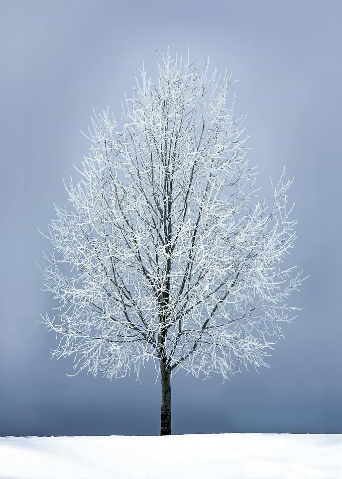 Frosty Winter Tree