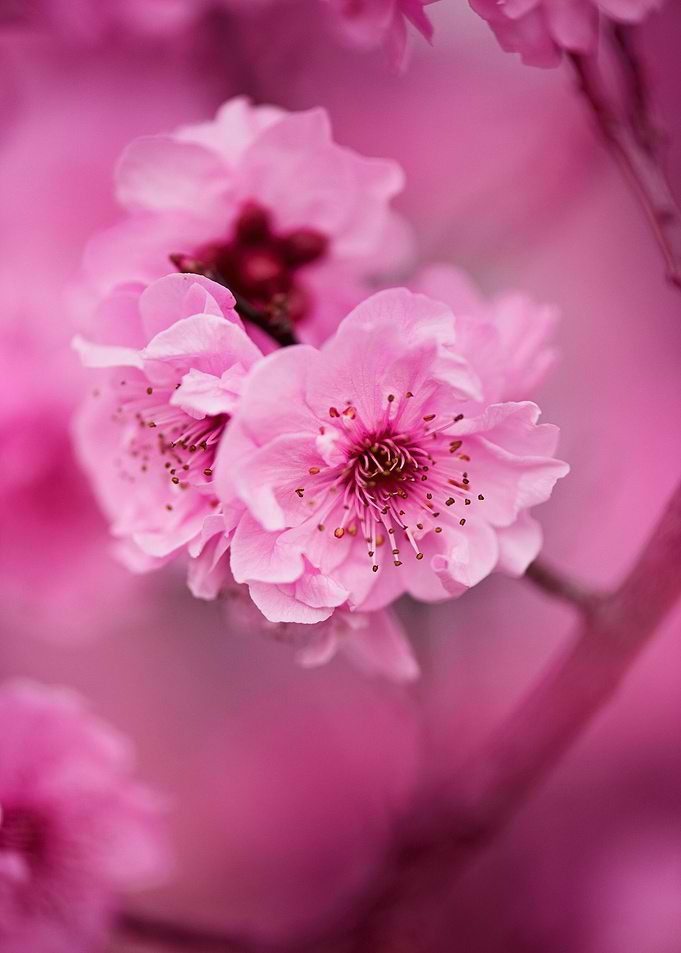 Pink Cherry Blossom Close-Up