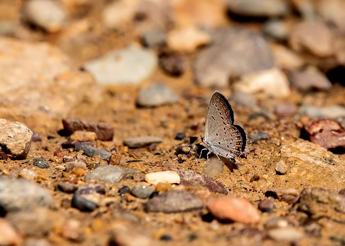 Butterfly on rocky ground, nature scene