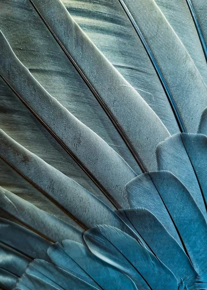 Close-up of Blue Bird Feathers