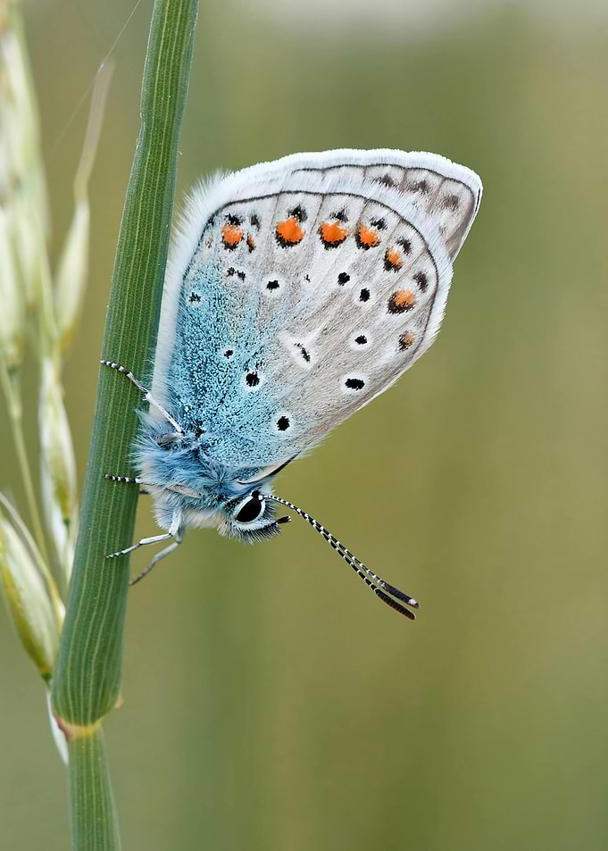 Blue Butterfly on Green Stem