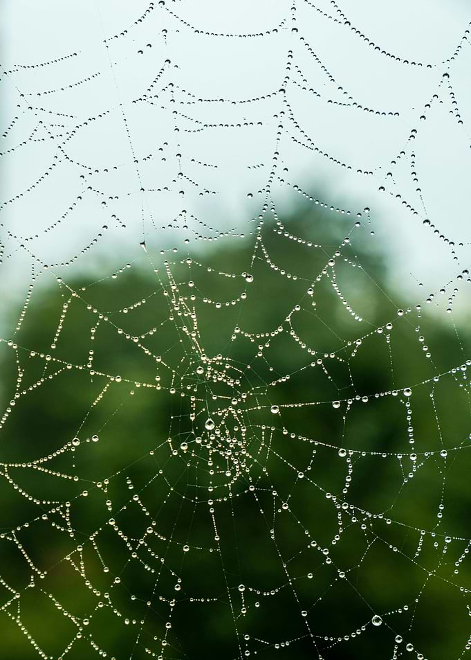 Dew-Kissed Spiderweb