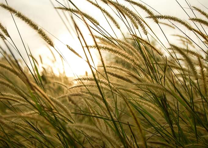 Golden Grass Field at Sunset