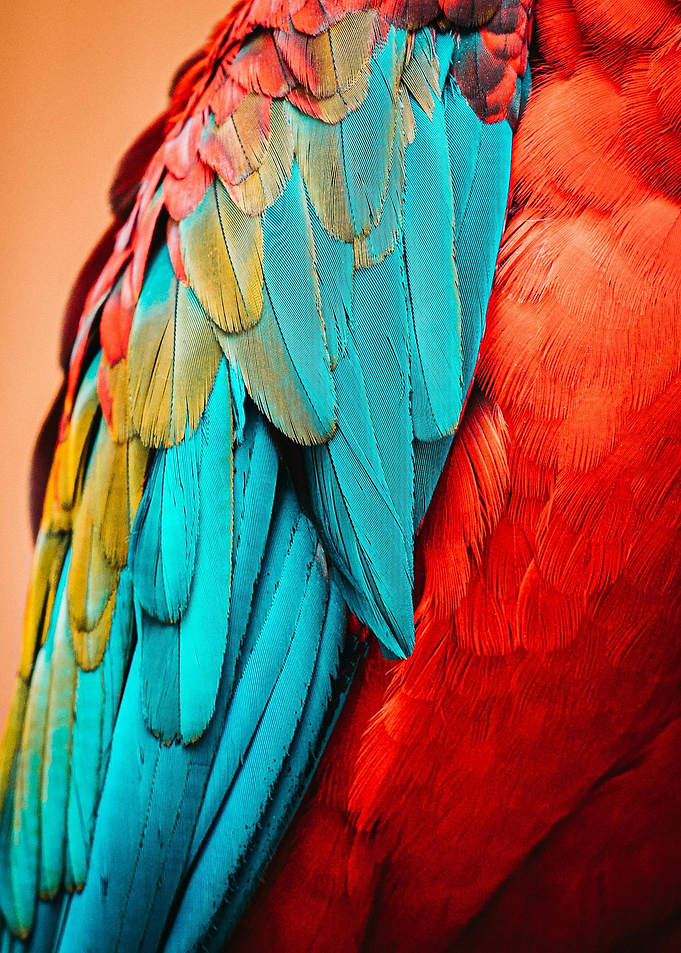 Close-up of Macaw Feathers