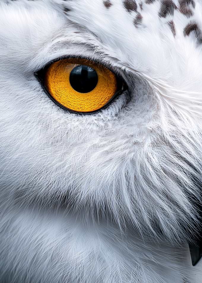 Close-up of a Snowy Owl's Eye