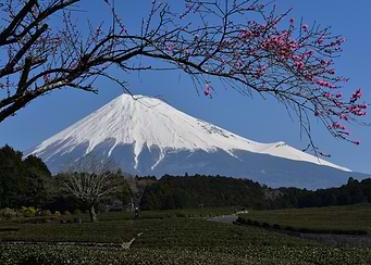 Mount Fuji with Cherry Blossoms