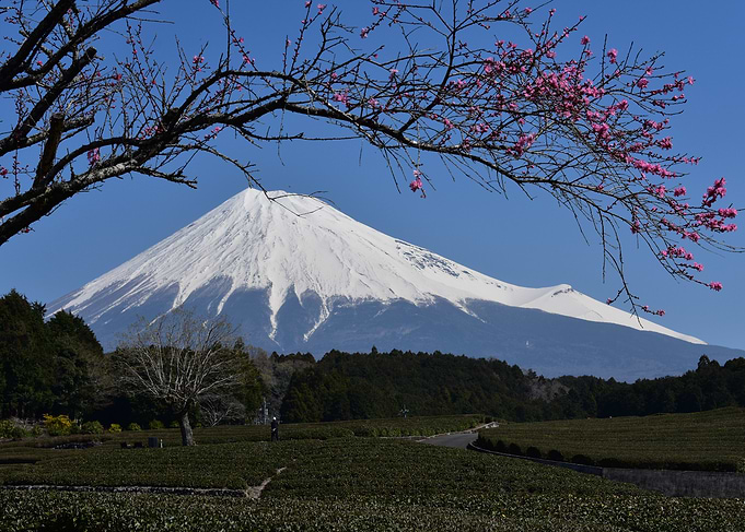 Mount Fuji with Cherry Blossoms