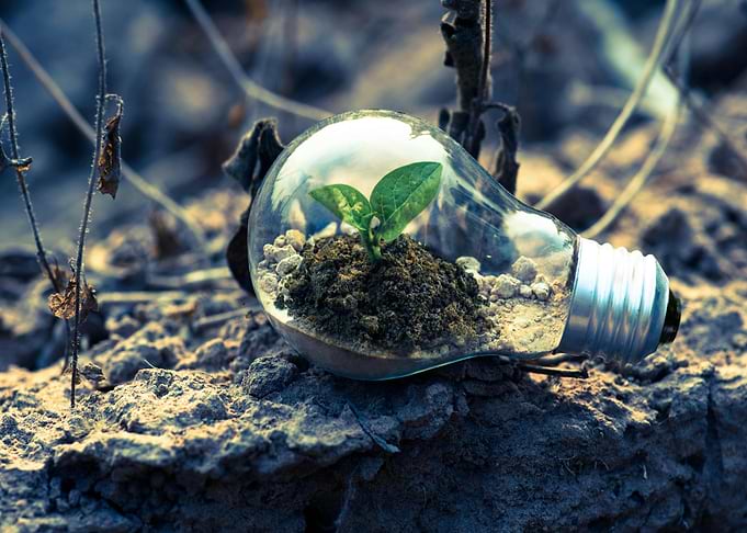 Plant Growing Inside Light Bulb