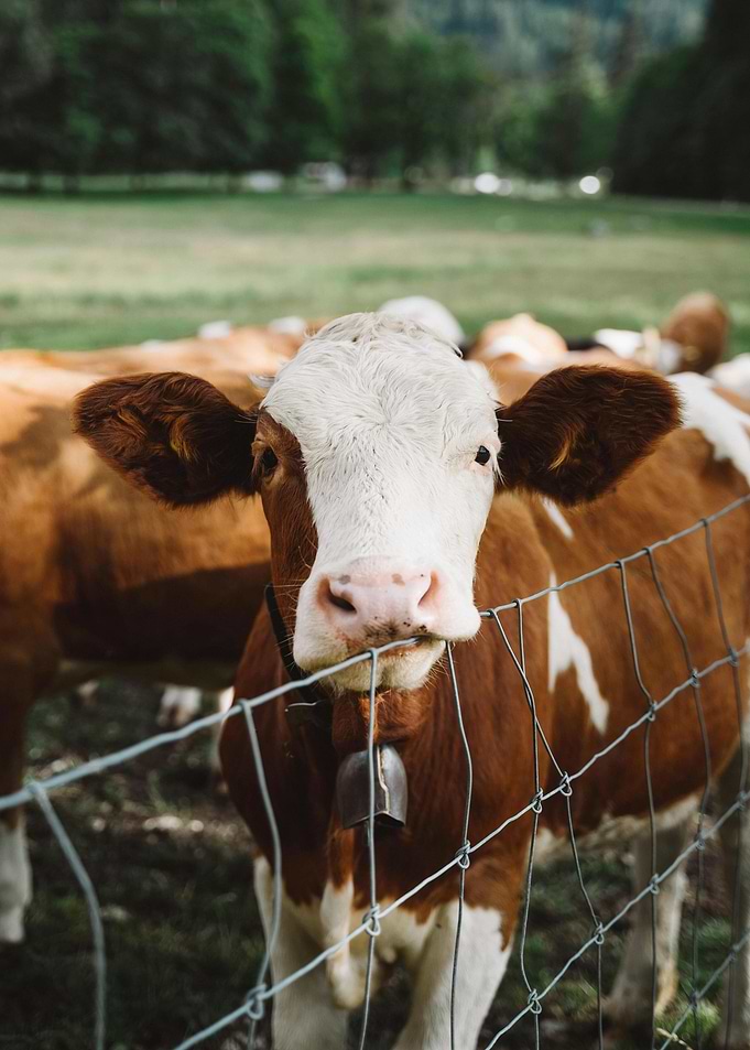 Brown and White Cow Portrait