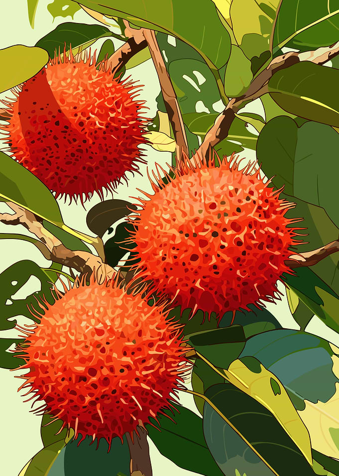 Rambutan Fruit on Tree Branch