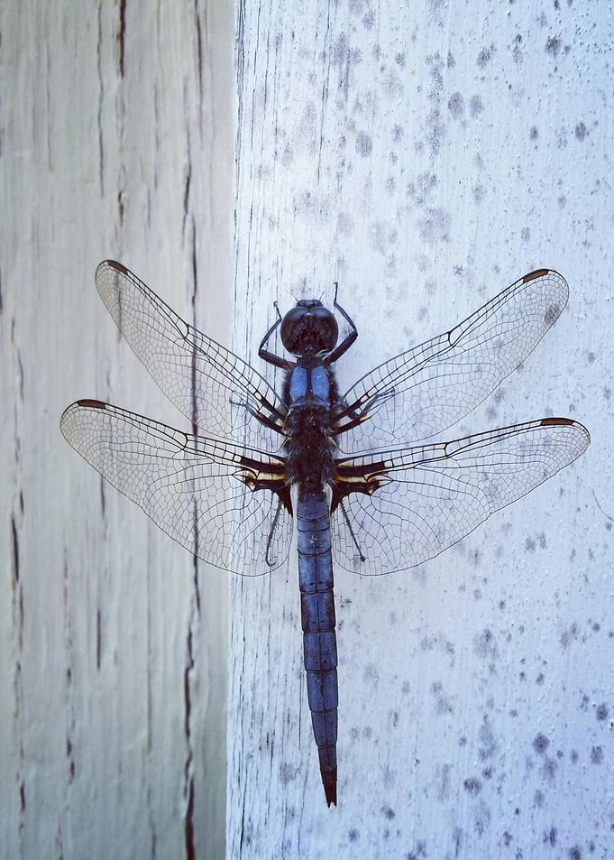 Blue Dragonfly on Weathered White Surface
