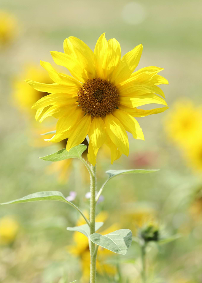 Bright Yellow Sunflower in Natural Setting
