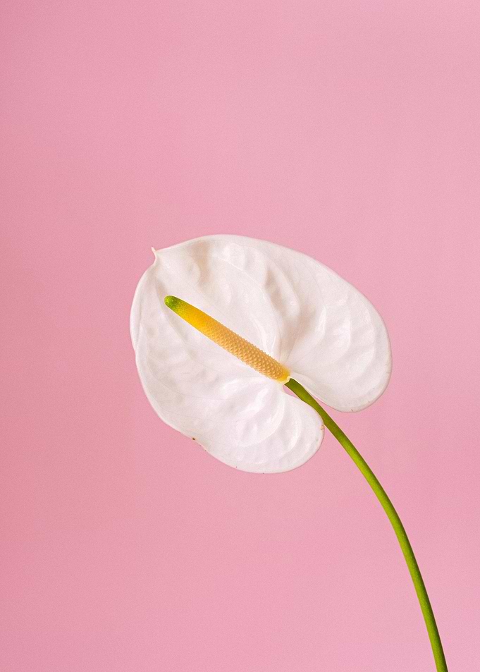White Anthurium on Pink Background