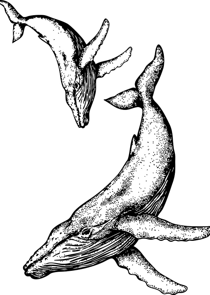 Whale Illustration