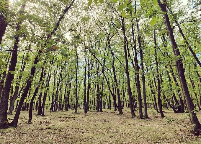 Lush Green Forest Canopy