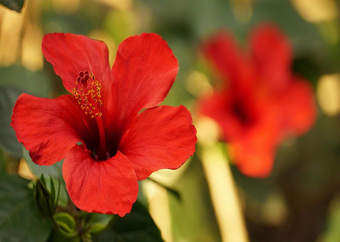 Red Hibiscus Flower Close-Up