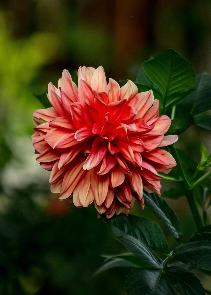 Close-up of a Red Dahlia Flower