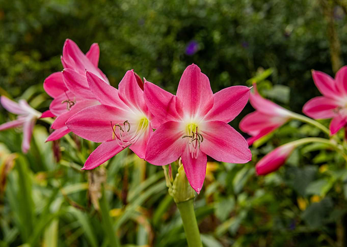 Pink Amaryllis Flowers in Bloom
