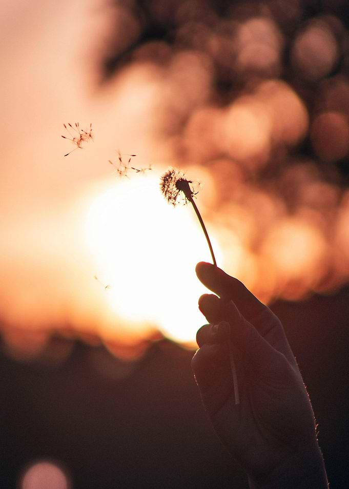 Dandelion seeds blowing in the wind