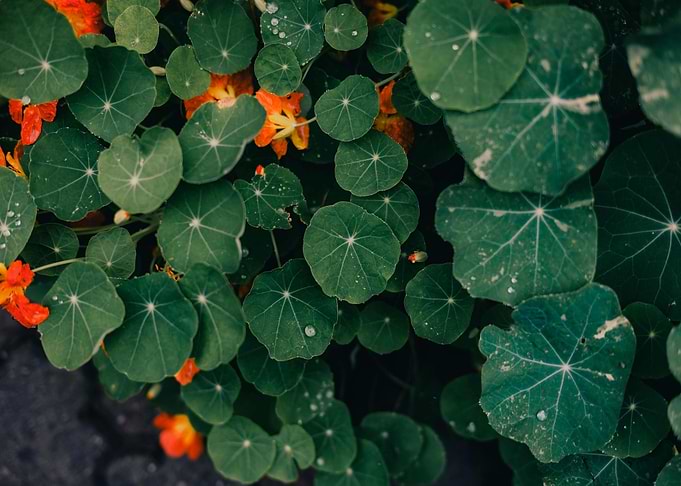 Nasturtium Flowers and Leaves Close-Up
