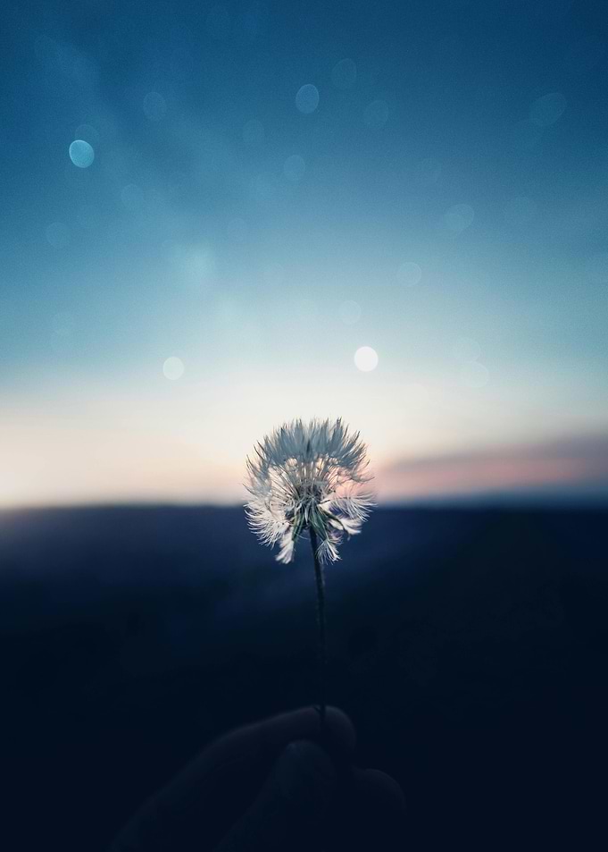 Dandelion at Dusk