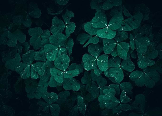 Emerald Green Clover Patch