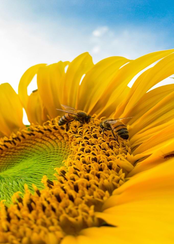 Bees on Sunflower