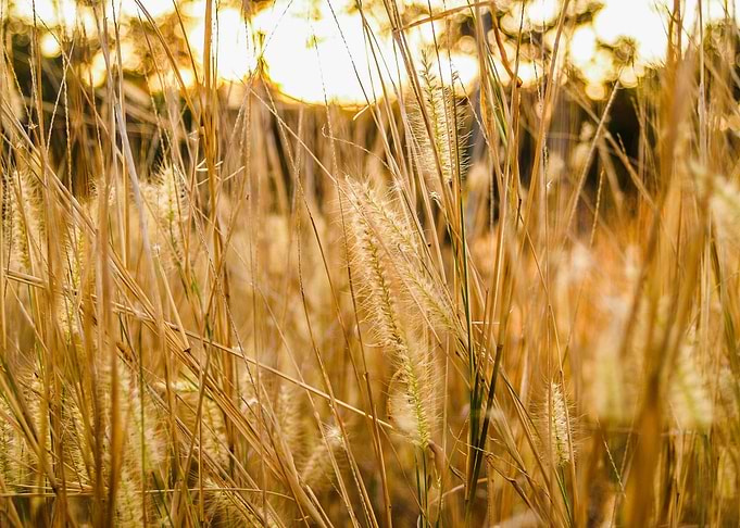 Golden Grass Field at Sunset