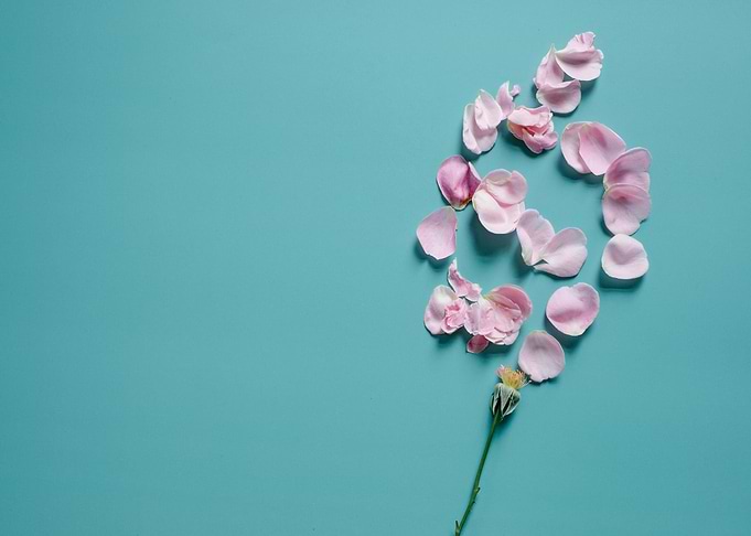 Rose petals on turquoise background