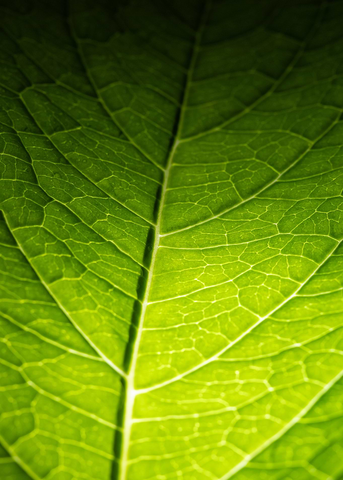Green Leaf