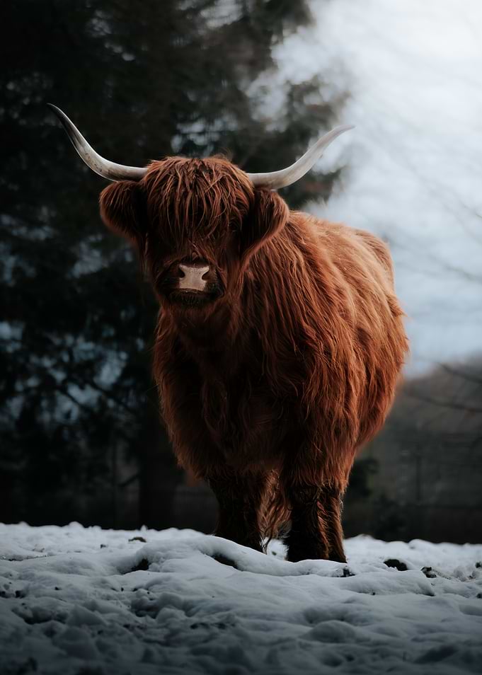 Highland Cow in Winter Landscape