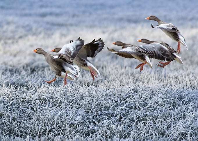 Geese taking flight over frosty field