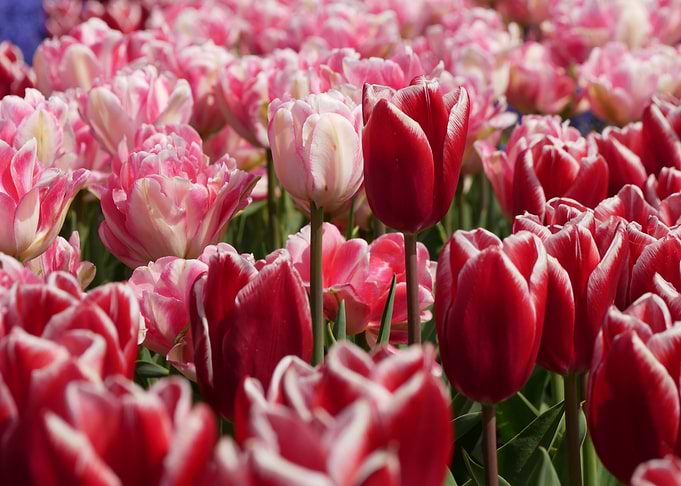 Tulip field with red and pink flowers