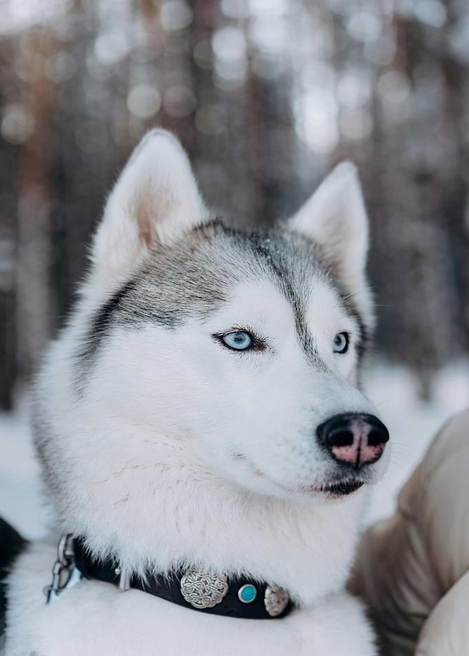 Husky Portrait in Winter Forest