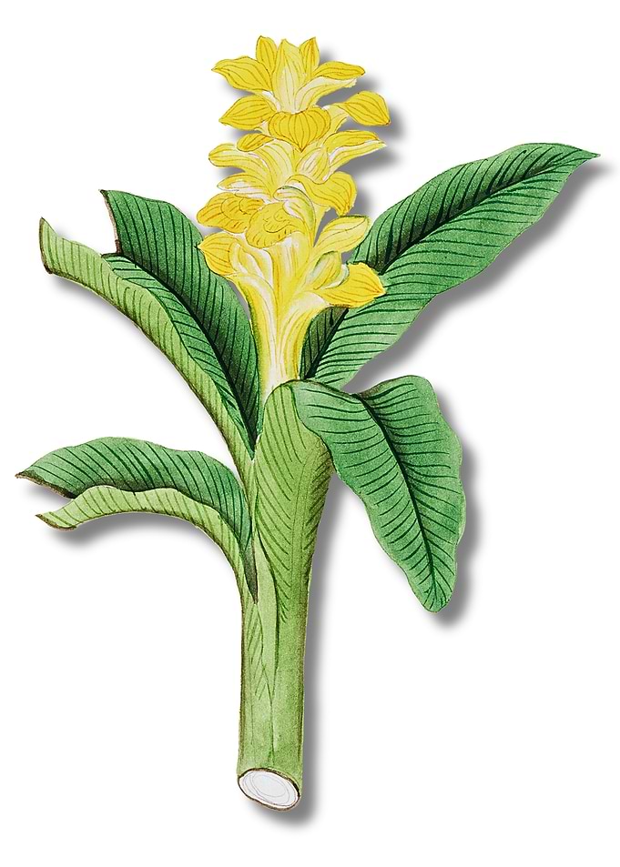 Turmeric Plant Illustration