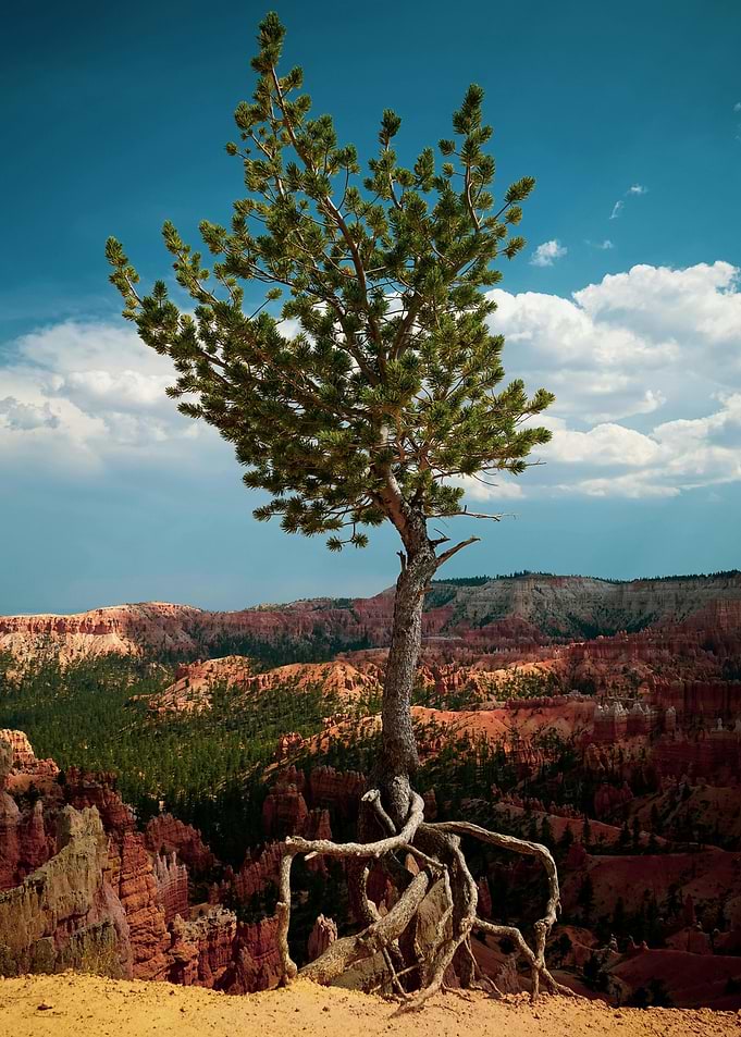 Lone Tree at Bryce Canyon