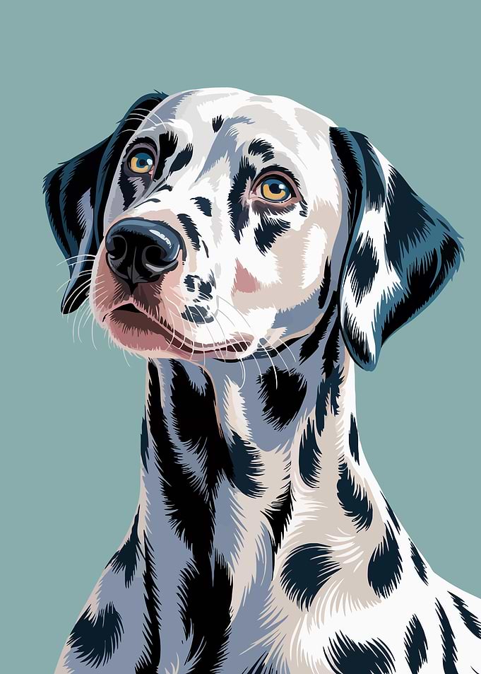 Dalmatian Dog Portrait Illustration