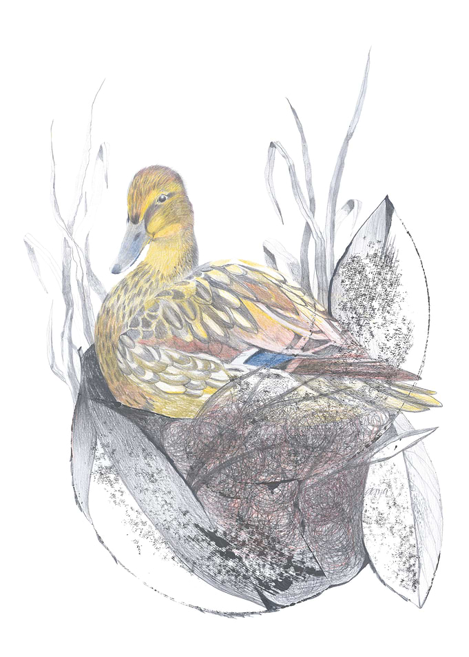 Duck in Nest Pencil Drawing