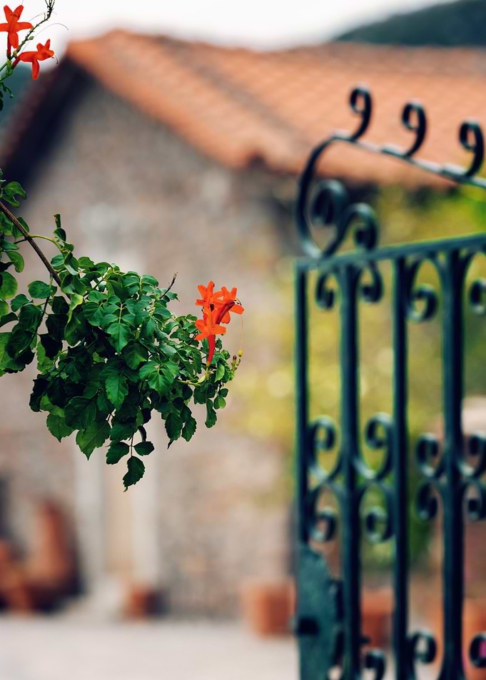 Orange Flowers and Green Iron Gate