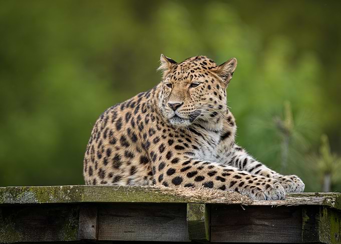 Resting Leopard Portrait