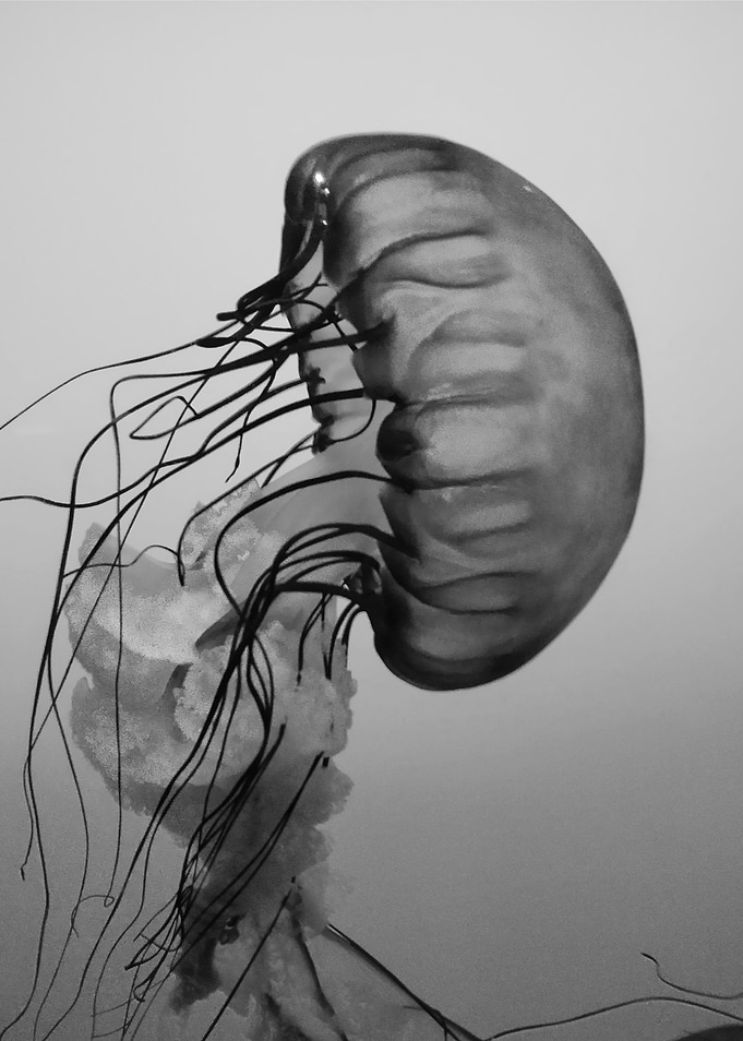 Monochrome Jellyfish Portrait