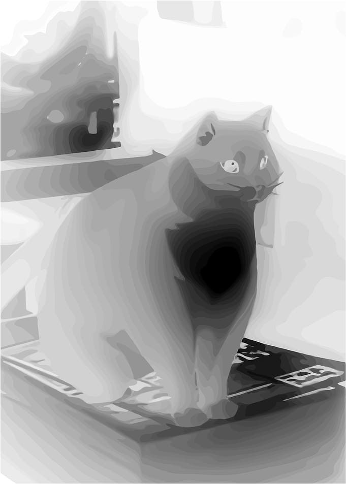 Monochrome Cat Portrait