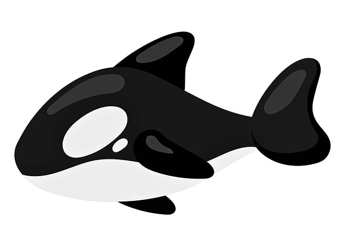 Cartoon Orca Illustration